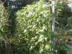 Pole Bean Plants #2