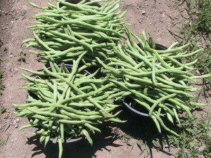 12 Pounds of Pole Beans
