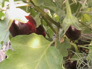 Several Eggplants on one Bush