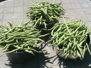12 Pounds of Pole Beans #2