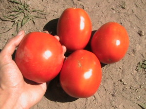 Four Roma Tomatoes