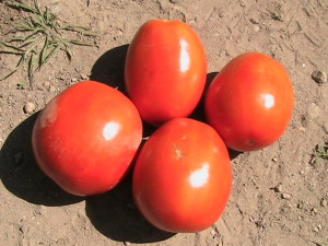 Four Roma Tomatoes #2