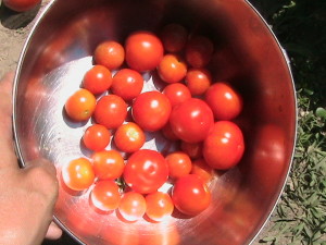 Two and a half pounds of Cherry Tomatoes
