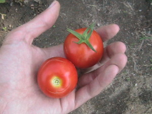 Two Large Cherry Tomatoes