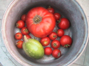 Tomatoes and Cucumber