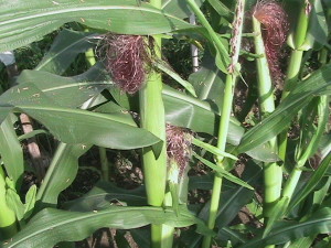More Corn Silks