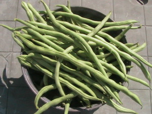 First Pole Bean Harvest