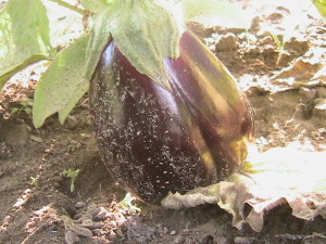 First Eggplant