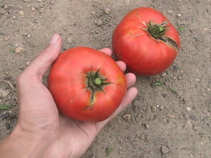 Two More Tomatoes Harvested 8-7-2014