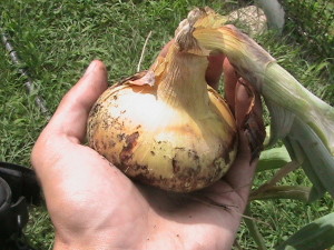 First Harvested Onion