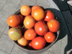Bucket of Roma Tomatoes