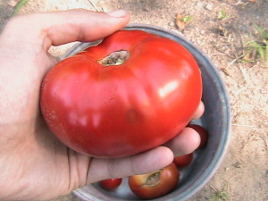 Perfect Ripe Tomato