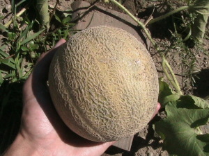 First Cantaloupe