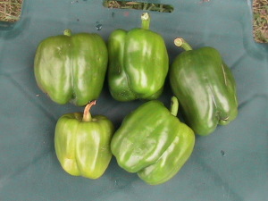 Five Harvested Peppers