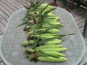 24 Ears of Corn