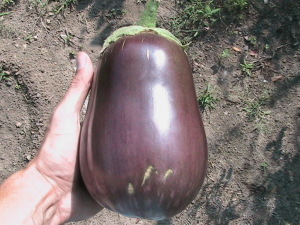 First Harvested Eggplant