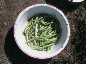 Some More Pole Beans