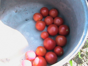 Last of Cherry Tomatoes