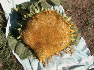 Sunflower Head #2