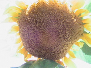 Sunflower After Pollination