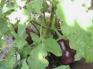 Multiple Eggplants Growing