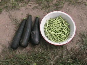 Last Zucchini and Pole Beans
