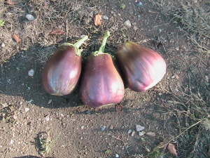 Three Eggplants