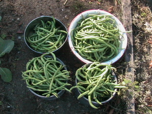 Last Pole Bean Harvest for 2014