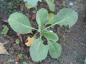 Small Cabbage Plant