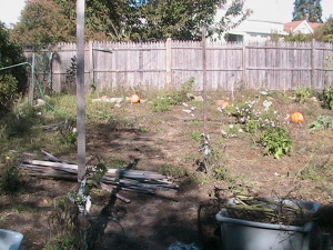 Removed Tomato Stakes