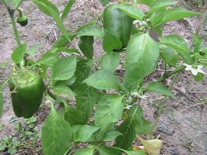 Pepper Plant With Peppers