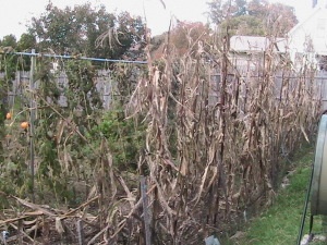 Dead Corn Stalks