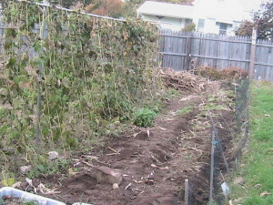 Corn Stalks Removed