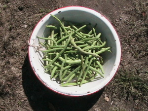 Small Pole Bean Harvest