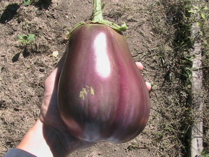 Third Eggplant Harvest