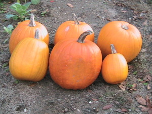 First Pumpkin Harvest