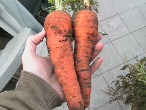 Average Sized Carrots