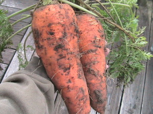 Two Pound Carrots