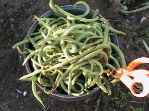 Final Harvest of Beans 2014