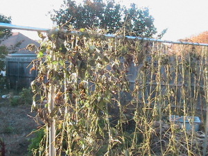 Dead Pole Bean Plants