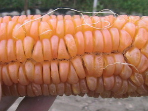 Dried Corn