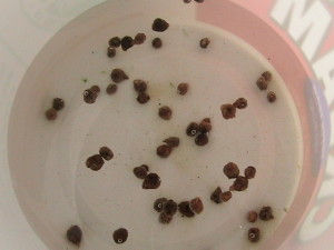 Spinach Seeds Soaking in Water