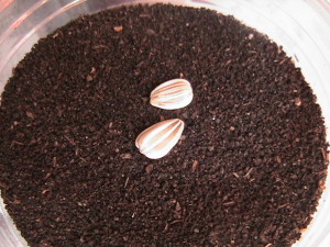 Two Sunflower Seeds Planted