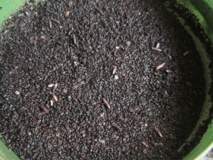 Statice Seeds in Soil