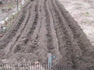 Tilled Part of Garden for Spinach Plants