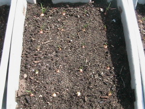 Onions Sprouting