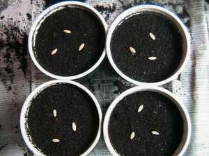 Cucumber Seeds on Soil