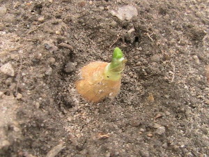 Onion in Ground Sprouting