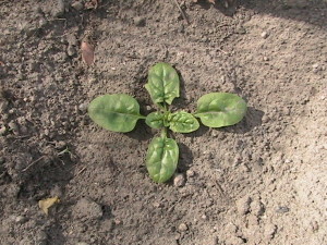 Spinach Plant in Ground