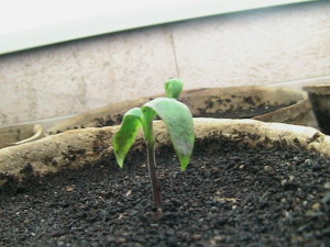 Pepper Sprouts